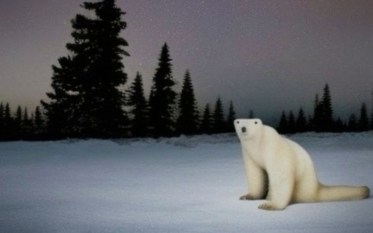 The bear, slightly closer to the camera.