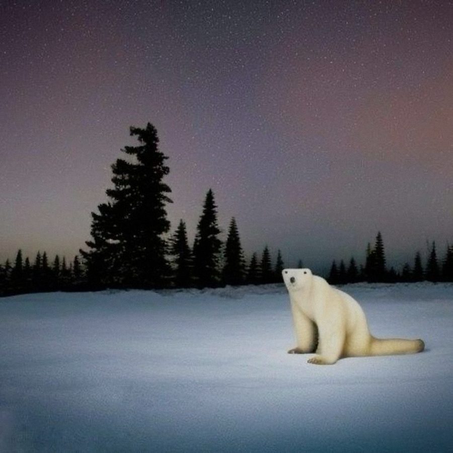 The original 2023 image of the polar bear in the snow.