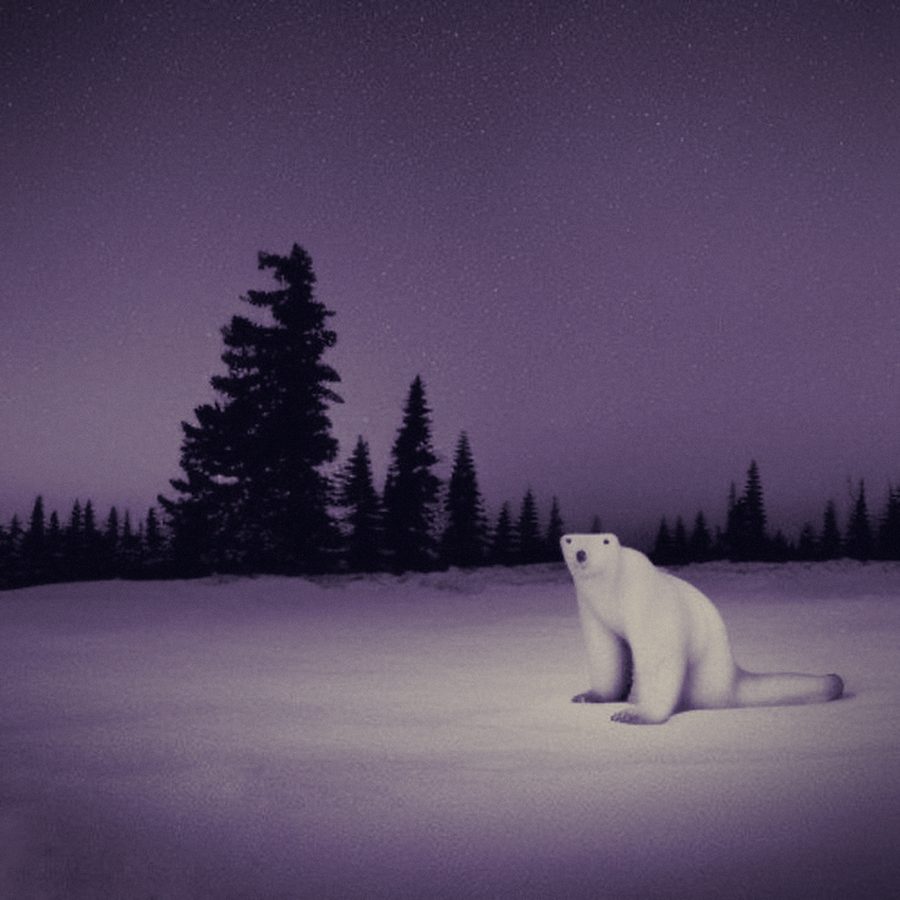The bear image in a cold violet tint.